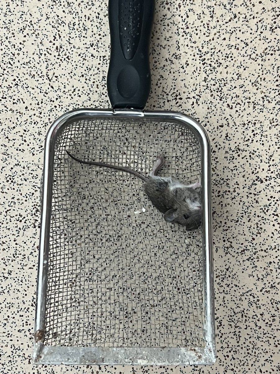 My cat brought in her very first rodent xXx