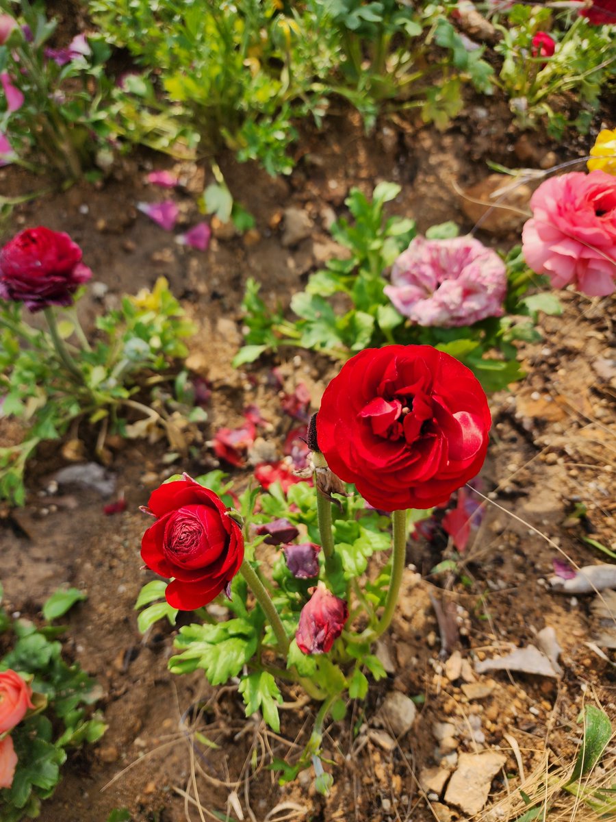 n_sky_m27's tweet photo. #Ranunculus #redflower #flower #may https://t.co/BL2LI4U5TQ