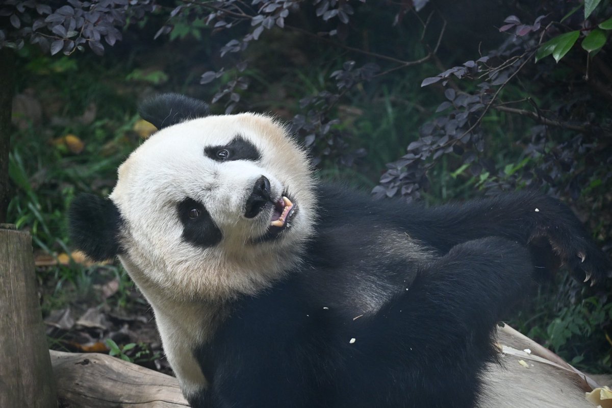 Pandaism tweet media