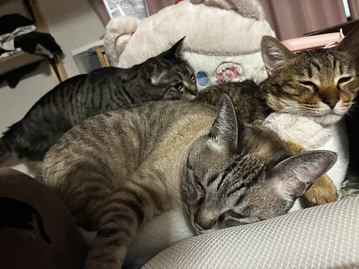 CAT16007016's tweet photo. 私も入れてよう https://t.co/fuGaygc2hb