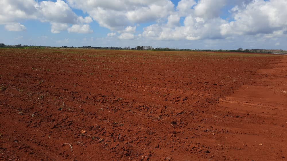 YudithFundora's tweet photo. Para los productores de Mayabeque no hay imposibles... con su trabajo diario demuestran que saben sobreponerse a las adversidades por más difícil que sean. Esta es su manera de defender la patria. #todoPorCuba #SomosAgricultura
#SiempreSePodra https://t.co/EB0z5roK7o