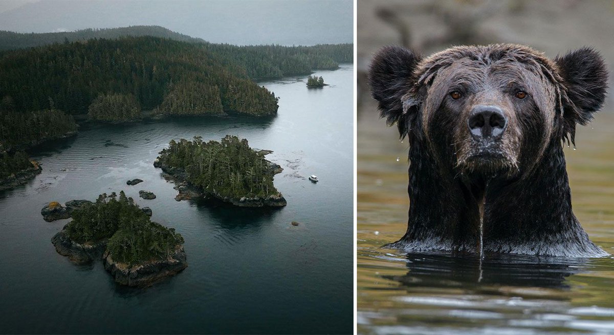 Zoomer's tweet image. Trade the savannah for a Canadian safari, cedar forests and salmon rivers, where spotting a grizzly is the wildest adventure of all. ➜ bit.ly/4ep7pGb ✈️ #BritishColumbia