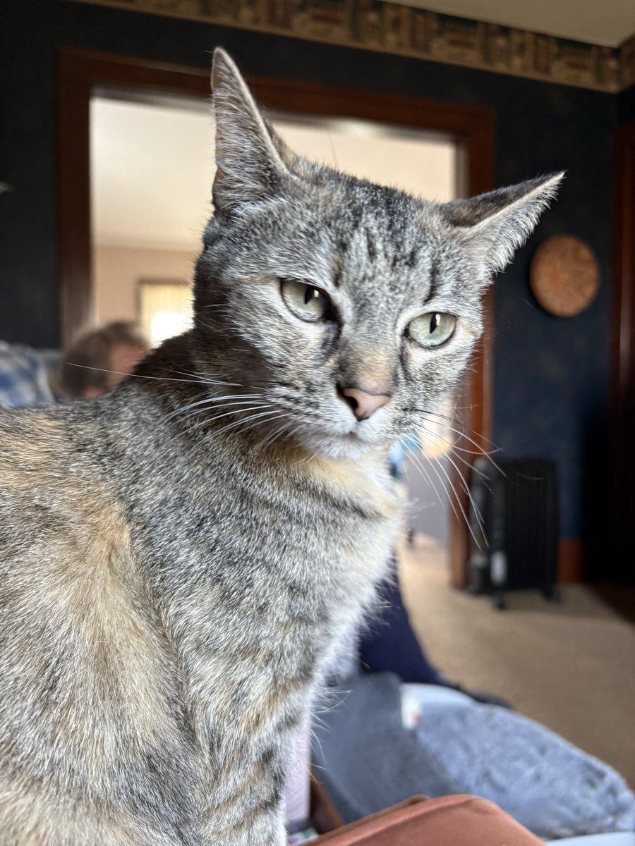 LucySkinnyjeans's tweet image. Here I am telling mom that it’s #SundayFunday and she will be sitting in her chair so I can sit on her lap! Have a cozy day! #CatsOfX #CatsOfTwitter #TabbyTroop #CatBoxSunday