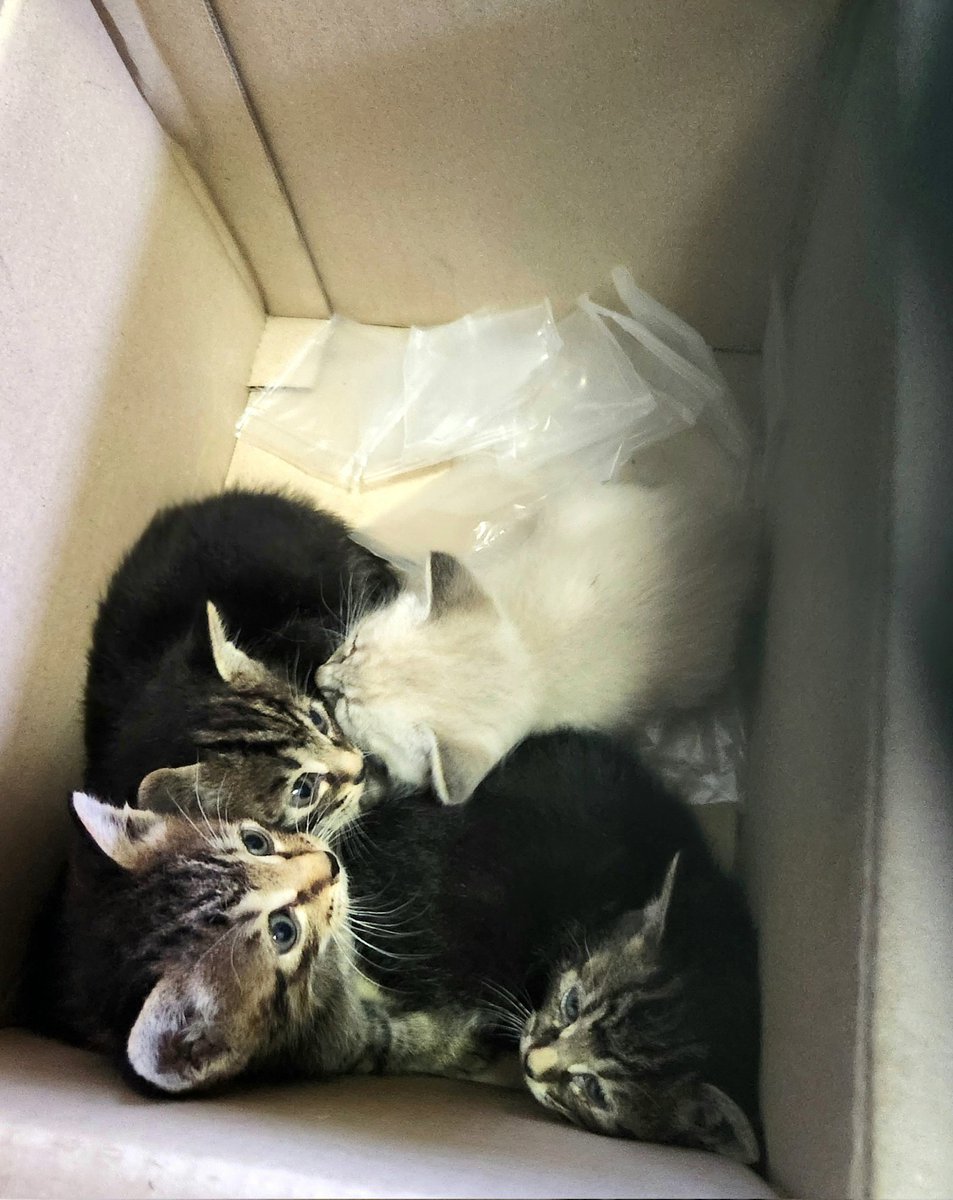 子猫が公園にダンボールに入れられて遺棄されていて見つけた人が譲渡会場まで連れて来てくれました
生後１ヶ月くらい朝まではママ猫さんと一緒にいたと思います
今日は夕方から雨で見つけてもらわなければどうなっていたのか
責任がもてないなら産ませないで下さい
 #子猫保護  #動物遺棄は犯罪