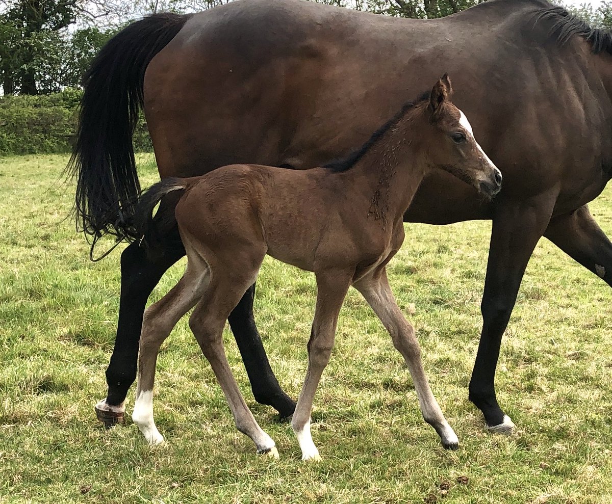 TimNuthurstFarm's tweet photo. Finishing the season with some glamour! @Coolmorestud Henry Longfellow  out of new Nuthurst mare SINGSONG LADY,  pictured on day 1.
Much to like! https://t.co/VrDmOVmhe7
