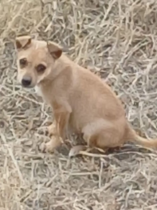 RonaldoAmrca114's tweet photo. Rexi is being abandoned again loving soul only wants a place to belong I’m pleading for safe forever home or kind farm where won’t left behind againPleas help share her story 💔
#SaveRexi #AdoptDontShop https://t.co/5dGCk60bu9