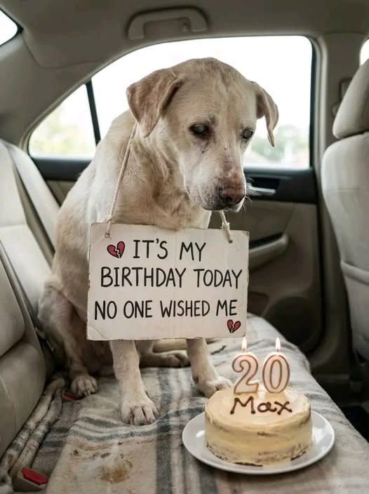 Dog Lovers tweet media
