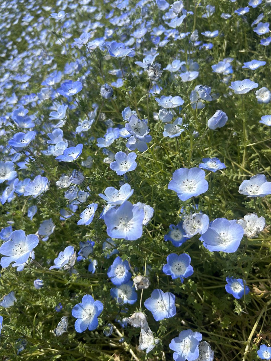 smooth撮影会[昭和記念公園ネモフィラ]にお越し下さった皆様 ありがとうございました💠

全4部！どの部もそれぞれ楽しかったです☺️🎵新しいお衣装も好評で何よりっ！我ながらナイスチョイスでした💪💕

ネモフィラだけじゃなく色んなところで撮影していただけて良かった…🌼1枚目は速報でいただいたザ・ネモフィラ畑📸