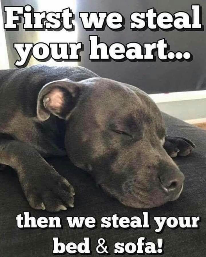 𝕏 Dogs tweet media