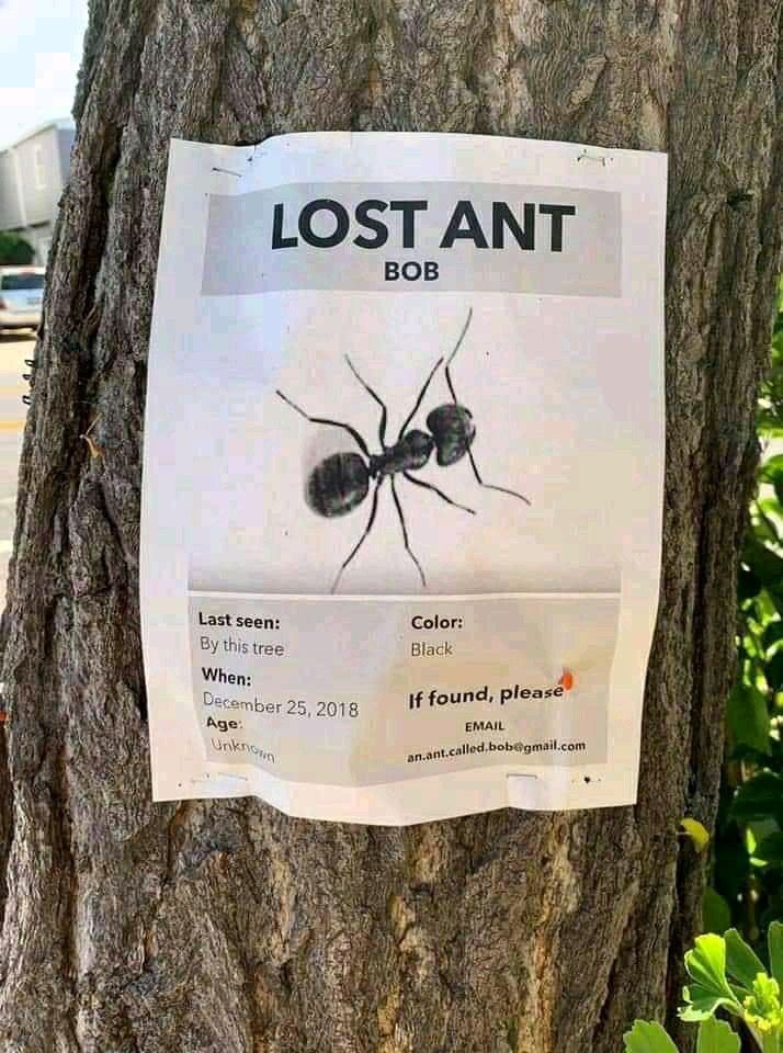 ANT tweet media