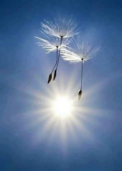 marika_lizi's tweet photo. Happiness lies in the little things in life. To those who do not pay attention, they remain invisible.... https://t.co/SiqmV5hXdN