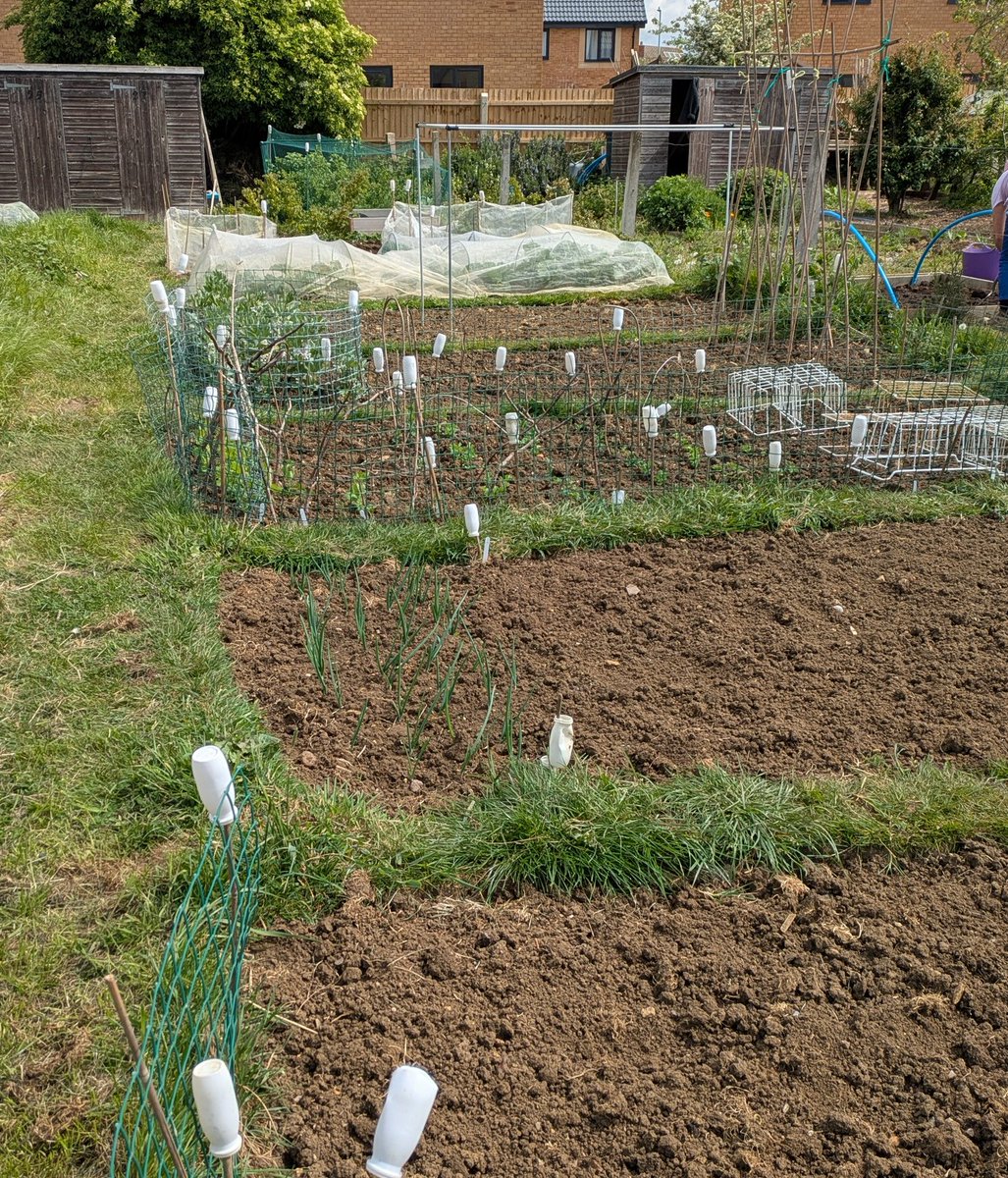 RuthDmosaics's tweet image. Allotment update. First earliest are well up. Cosy beds for parsnips carrots and beetroot. Brassicas filling up space and onions are growing. Next job is to chit the dwarf and runner beans and sew purple sprouting. #allotment