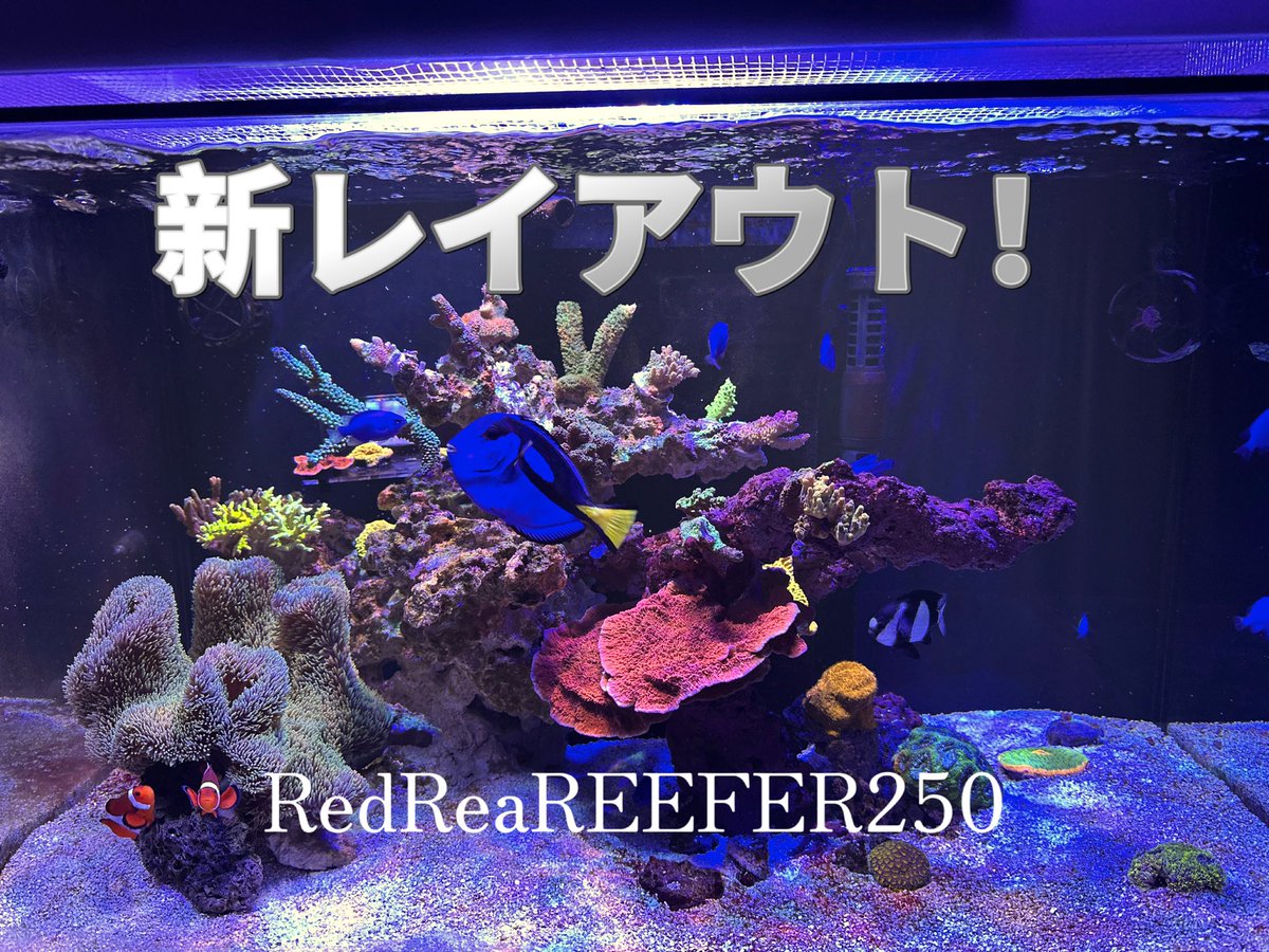 ゆーきちサンタマリン tweet media