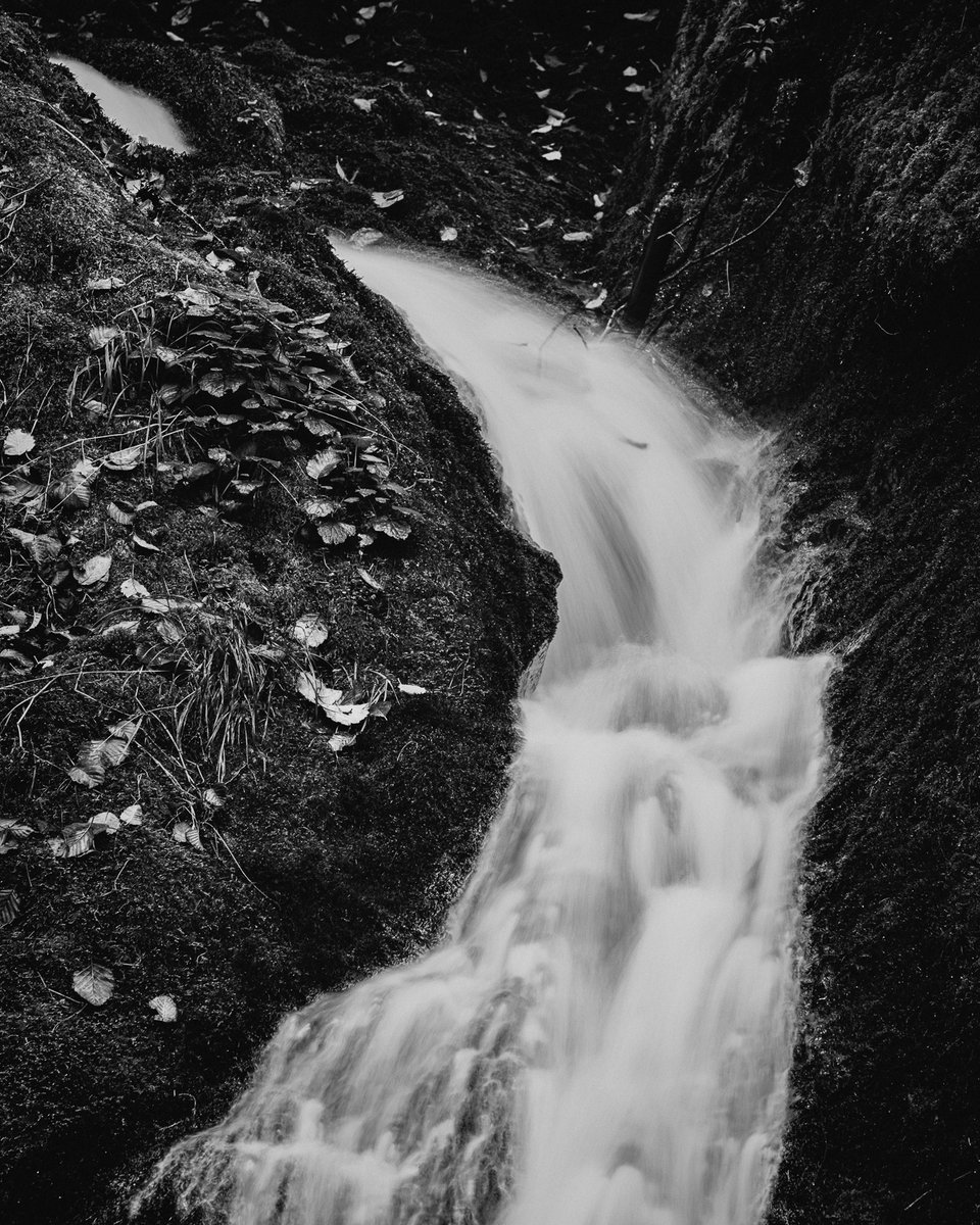 SteveBisig's tweet photo. A narrow section of an Olympic Peninsula creek where the water compresses before opening again downstream.

Part of a larger study of how flow and structure change within the same landscape.

https://t.co/B6RhEkuRjJ https://t.co/FxNT54zjcf