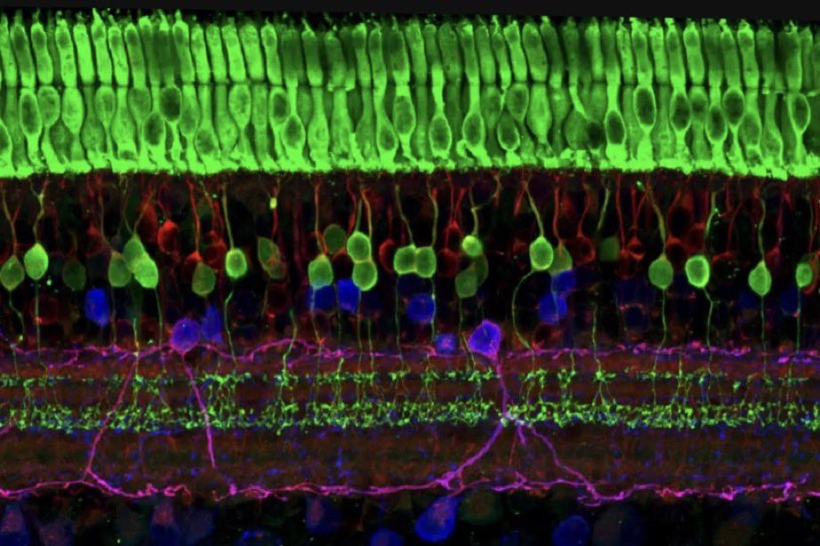 yaireinhorn's tweet photo. “Cell of the retina in the eye” is a drawing made in 1904 by Ramón y Cajal the father of modern neuroscience. Cajal was the first scholar to discover the diversity of cell types in the retina and his drawing is amazingly accurate when compared to modern day images! #ARVO2026 https://t.co/tuH8YhEXmx