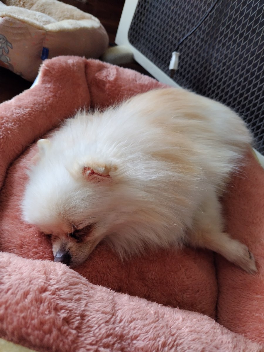 pome_sisters's tweet photo. 今日はポメ姉妹が通っているワンちゃんまなび園の遠足で、昭和記念公園に行きました🐻‍❄️🐻‍❄️✨
胡桃は少し交流したり歩いたあとはキャリーでまったり😅
陽鞠はノリノリで交流したり歩き回ってました💪

家に着いたらふたりともぐっすり💤

#ポメラニアン
#遠足
#昭和記念公園
#ワンちゃんまなび園 https://t.co/g2uWkQtbOD