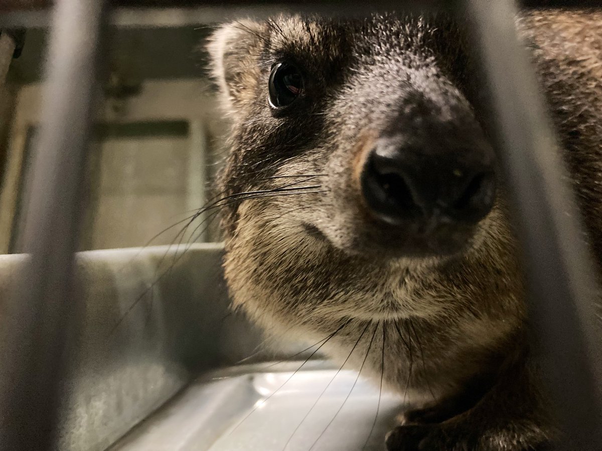 タカオ福山動物園（福山市立動物園） tweet media
