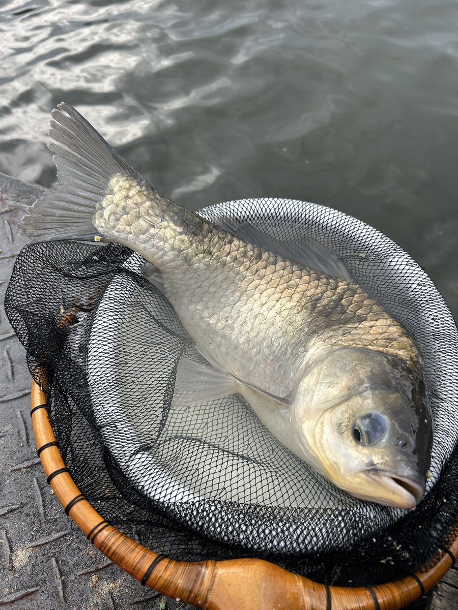 恵比寿丸🎣釣楽一生✨ tweet media