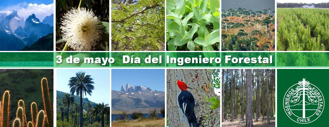 CIFAG's tweet photo. Un saludo a las ingenieras e ingenieros forestales en su día. Una hermosa profesión que nace del desafío de utilizar con responsabilidad los recursos forestales para el bienestar humano. Hoy más que nunca el desafío nos convoca a seguir visibilizando la labor d nuestra profesión. https://t.co/EfykcAoxTp