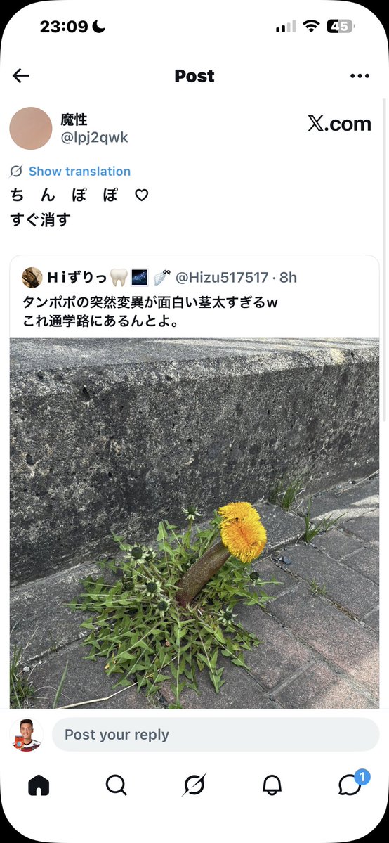 テスト・ゼンジツ tweet media