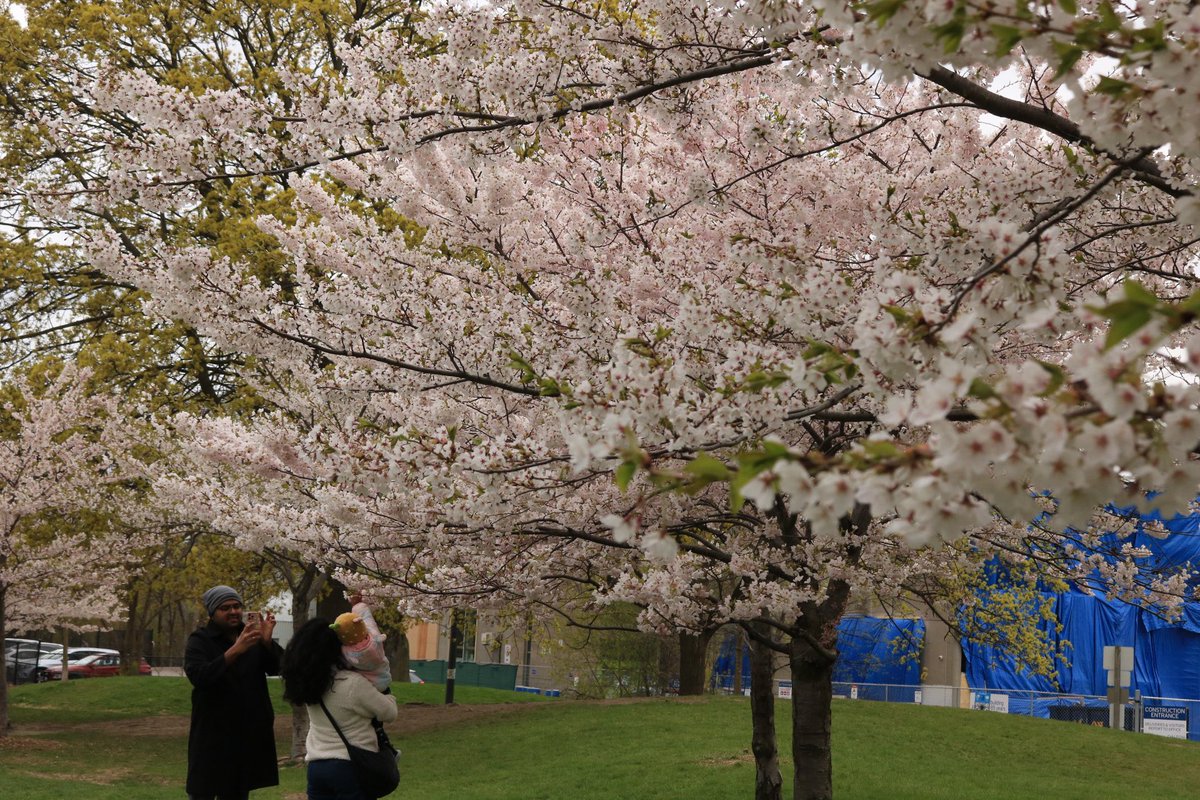 exlangak's tweet photo. Trinityとcedarvale park https://t.co/pt2nOPlHUB