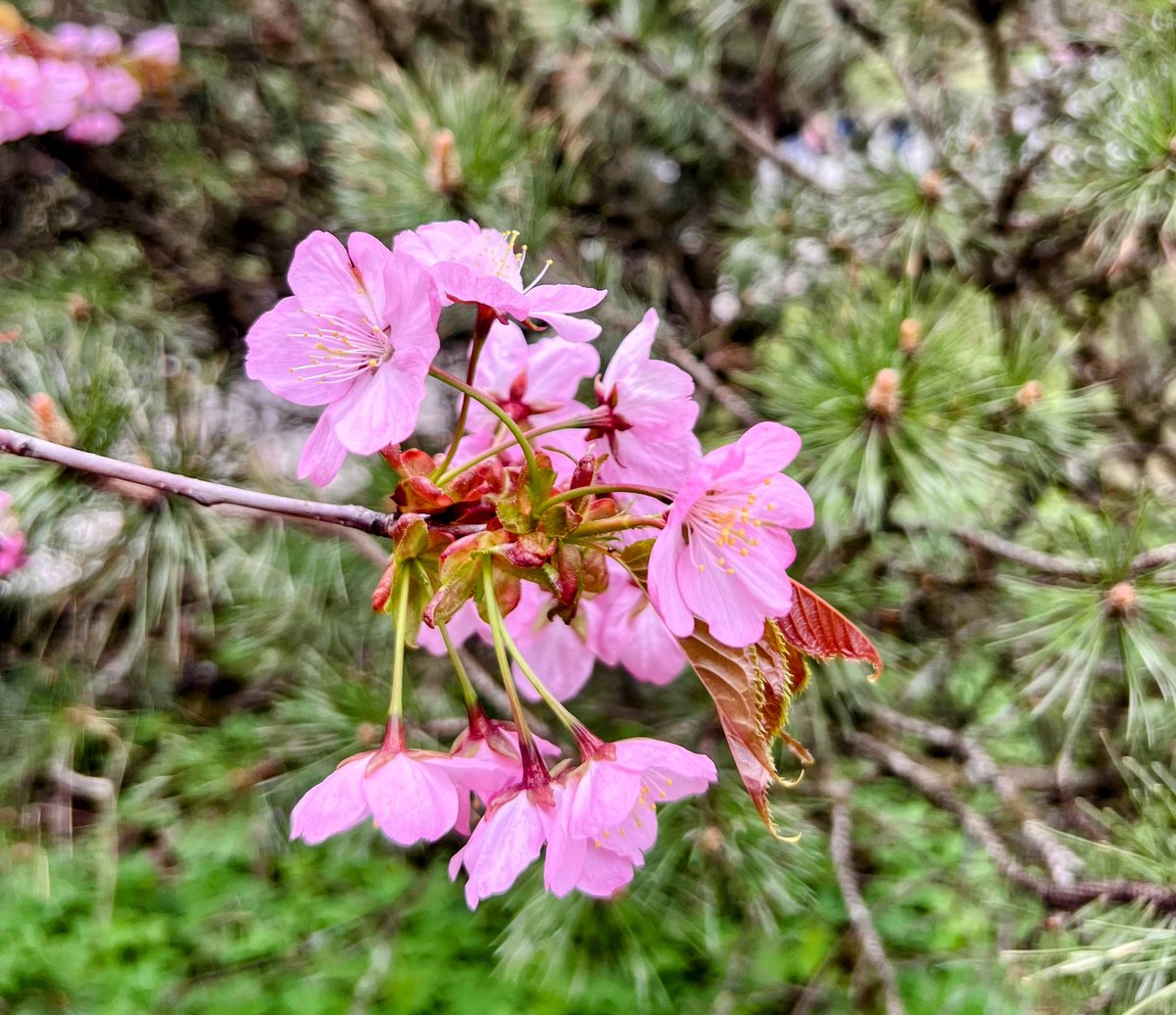petite_michelle's tweet photo. The sakuras are now in full bloom near the Japanese Embassy https://t.co/Ebx4d4hJ9M