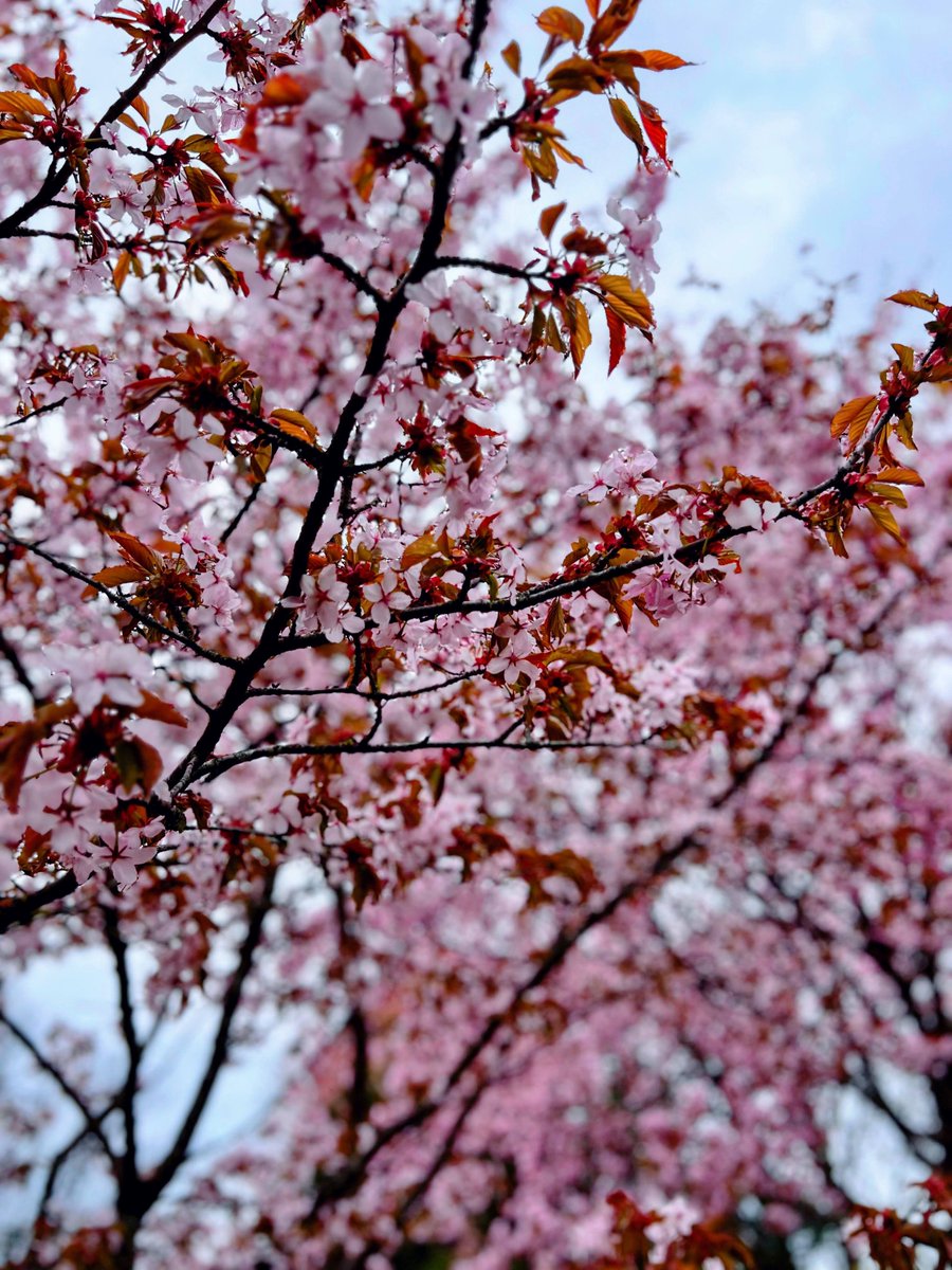 petite_michelle's tweet photo. The sakuras are now in full bloom near the Japanese Embassy https://t.co/Ebx4d4hJ9M