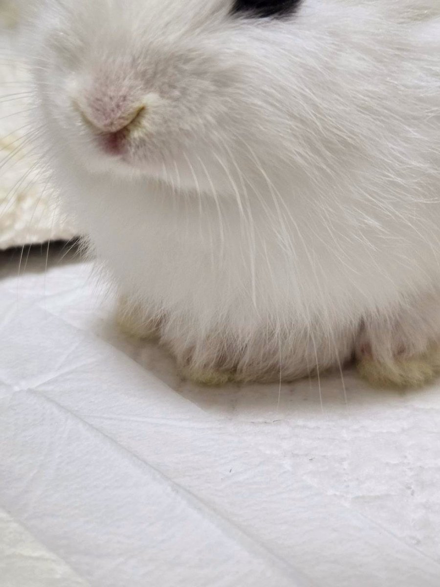 bunnie tweet media