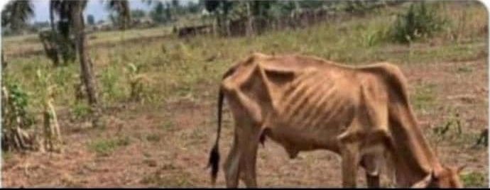 Brian Asha🇺🇬🏋️ tweet media