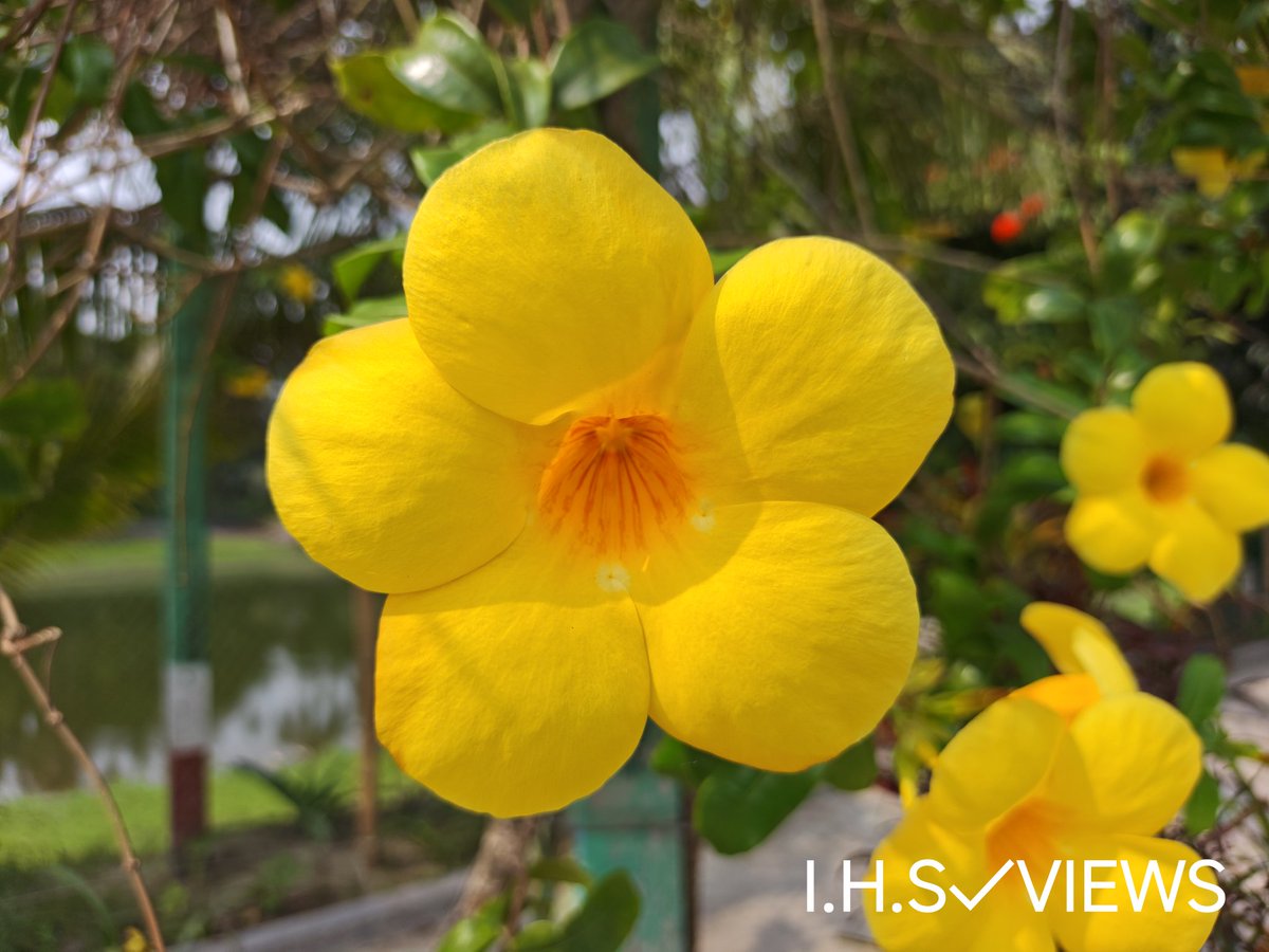 ihsviews's tweet image. Sunshine in Bloom: Allamanda Magic #Allamanda #GoldenTrumpet #FlowerPhotography #NatureLovers FOLLOW FOR MORE BEAUTIFUL CONTENT What'syour favorite flower? Let me know below! 👇 
youtube.com/shorts/D9fIOBs…