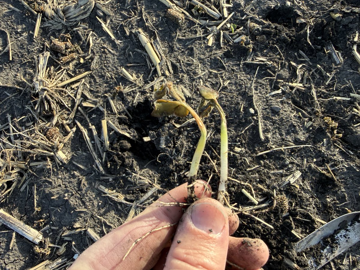 alex_woodall's tweet photo. Low was around 30 degrees for about 4 hours.  Smoked most of seedlings on the March 30th beans and sporadically killed the April 14th planted beans. https://t.co/uyfcU20ltj