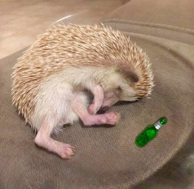 hedgehog tweet media