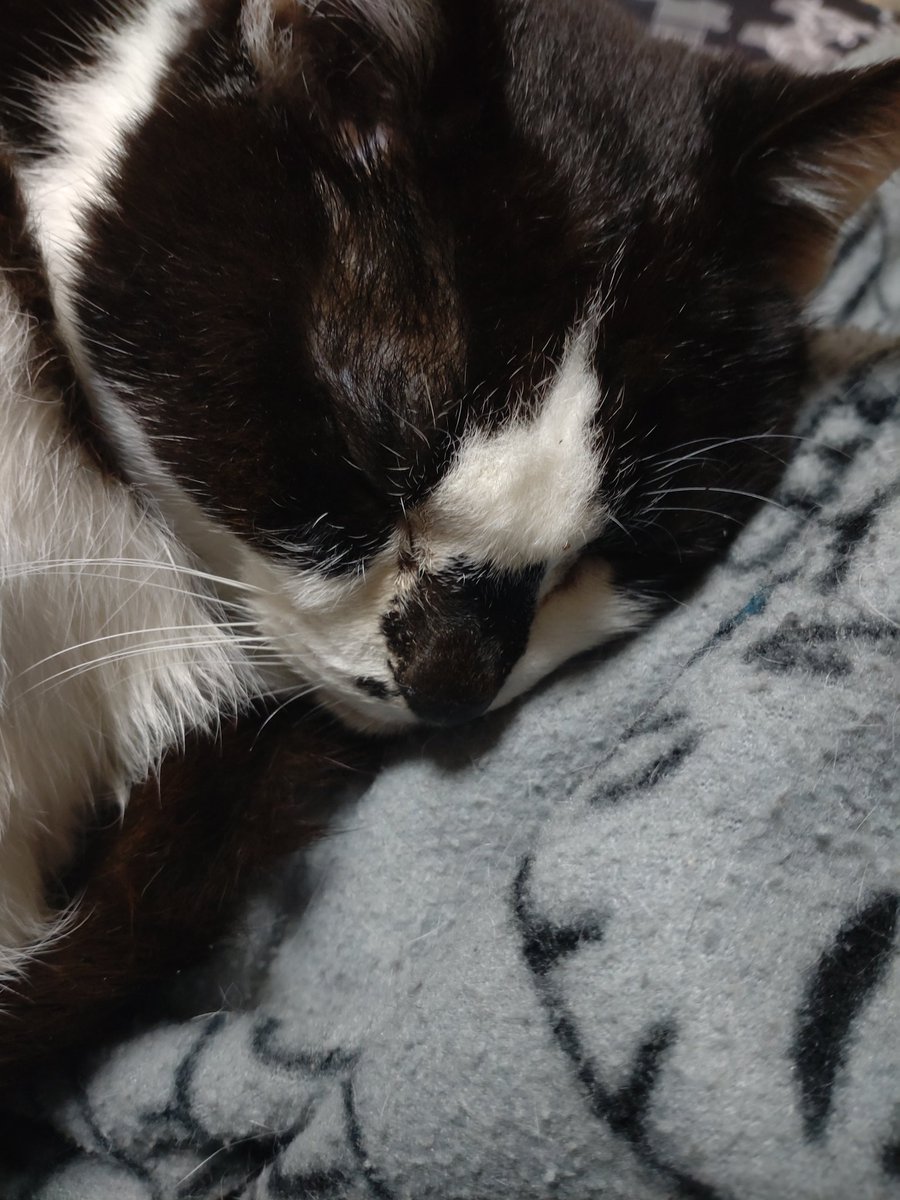 夜猫 tweet media