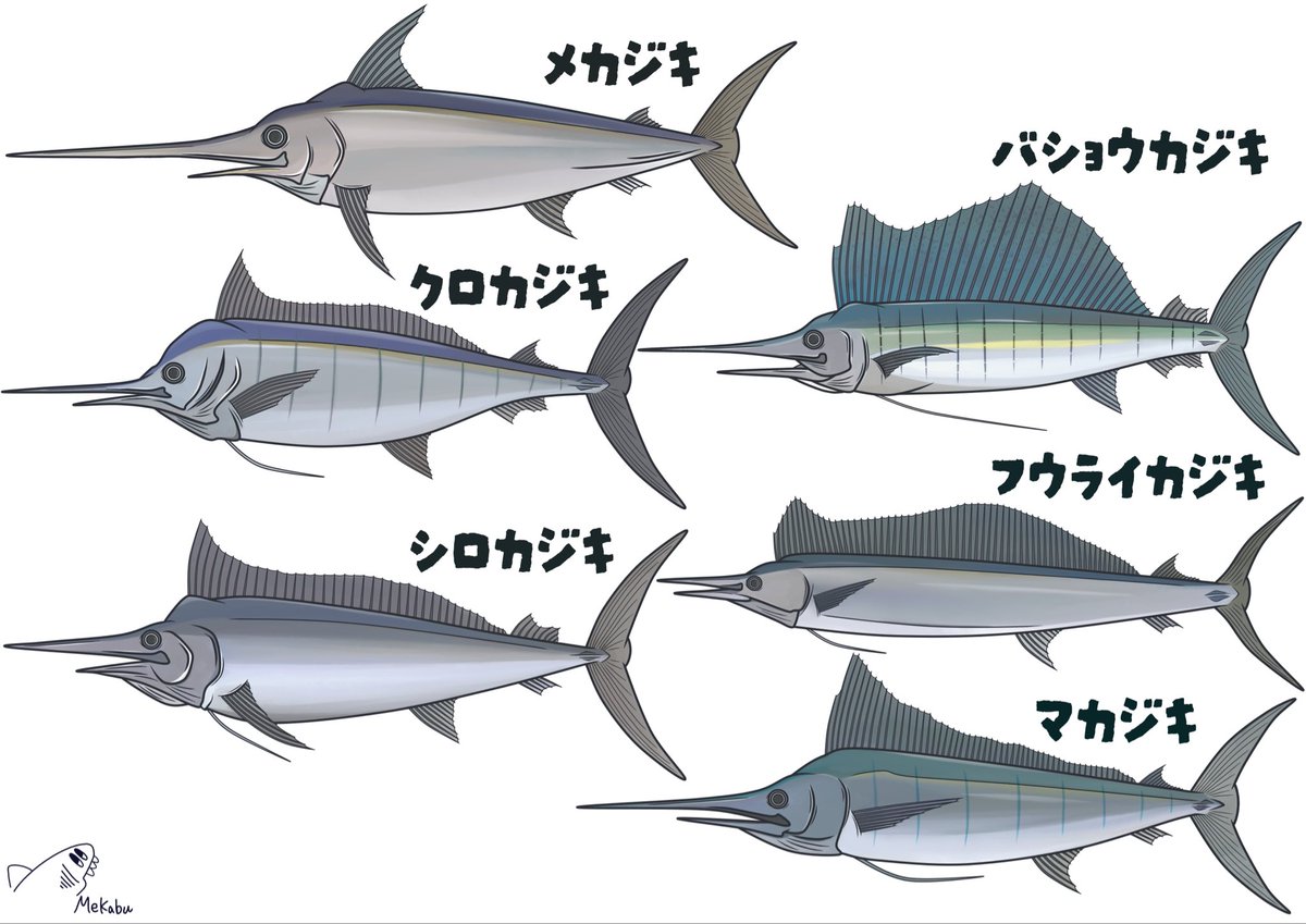 🦈めかぶ🦈 tweet media