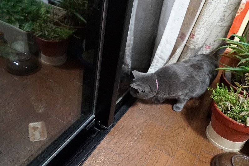 夕方からの大雨が去ってカーテンを開けると常連さんたちが待っていた‥白あごくん、キジちゃん、ジロにいにい、みんな体が濡れてなかったんだけどずっとうちの敷地内に居たのだろうか、猫食堂開店、にゃんだにゃんだとクーちゃんもやって来た😺
#猫のいる暮らし #ねこのいる暮らし