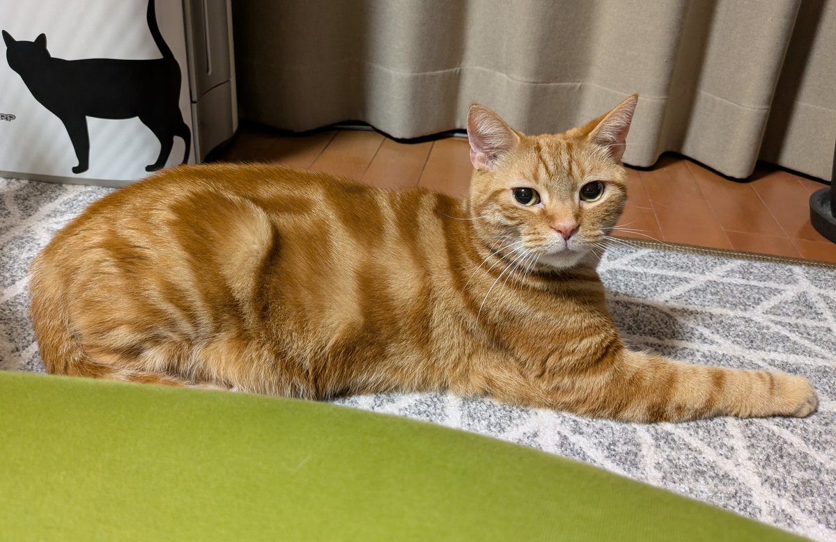 ぼん@🐅🐅🐅🐈🐅💨 tweet media