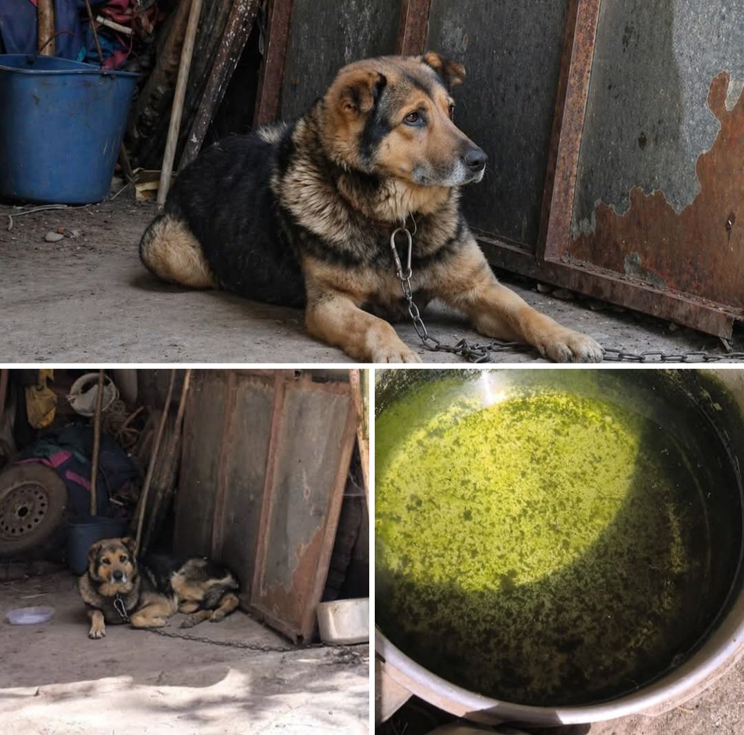 Cantabria
Todo el dia encadenada y alimentada ocasionalmente+agua estancada y sucia 😥,q clase de barbaridad es esta para esta hembra de 7años y 25kg <a href="/policia/">Policía Nacional</a> <a href="/guardiacivil/">Guardia Civil</a>
?
Urge 🚨🆘️ acogida-adopcion o  asociacion <a href="/VidasSos/">SOS Salvando Vidas España.</a> COMPASION POR FAVOR🙏🙏🏿
Llama a Sara ☎️ 643955906