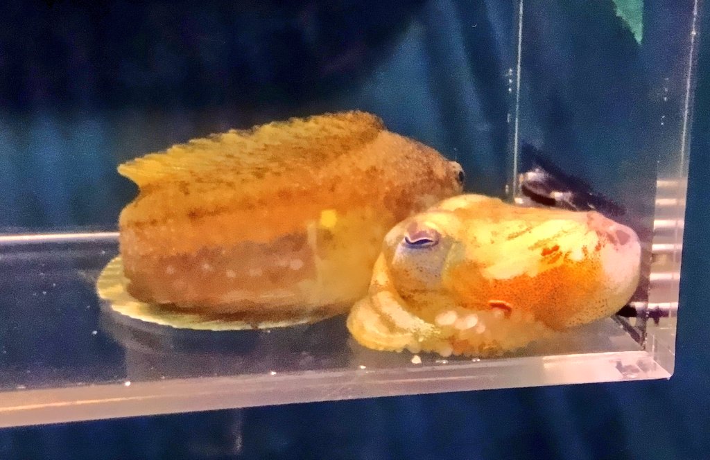 picM13's tweet photo. 続いて右の面の２基です。
B35ホッコクアカエビ水槽（ヒキガニ、モロトゲアカエビ、トヤマエビ、イバラモエビなど）
B36ナガヅカ、クロゲンゲ水槽（ザラビクニン、アゴゲンゲ）ケースの中にはボウズイカ、ビクニンがいます。
以前より照明が明るくなって見易くなった印象です🥰 https://t.co/pfR8VPxWR5