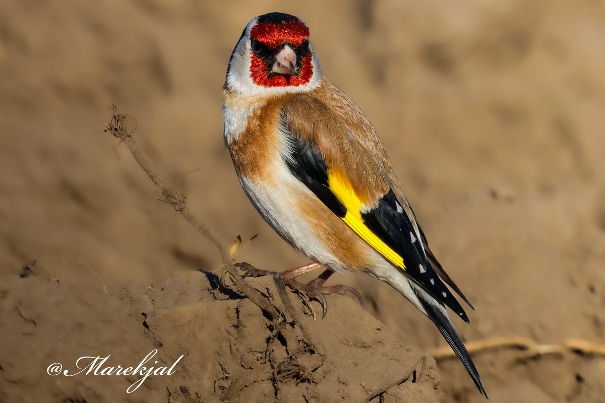 marekjal's tweet photo. Szczygieł. 

Usiadł w idealnym miejscu, był w odpowiedniej odległości, trochę szczęście mi dopisało. 

Carduelis carduelis. https://t.co/r1wTWtCidi