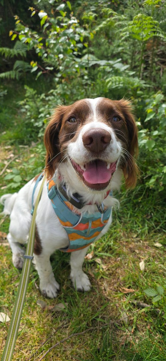 redteamJSY's tweet photo. Luckily missed the rain! 

#springerspaniel #gimlet #dogwalks https://t.co/D1ROh5qAlj