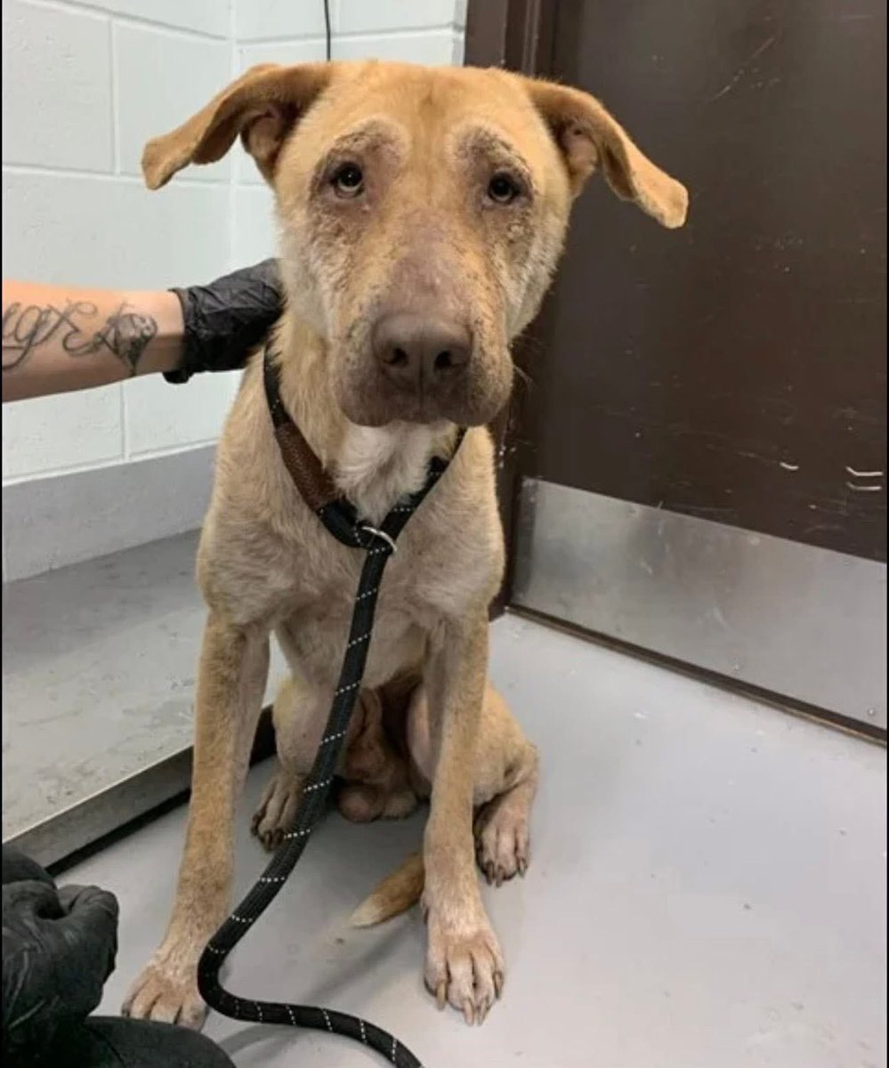 SamfromSpain's tweet image. Sad BLUE #A386607 feels fearful @ Corpus Christi AC!
Not a safe place!
Patchy alopecia all over his body which needs treatment
In spite of his anxiety, still tries 2 be friendly
PLEDGES NEEDS 4 #RESCUE
CCACS need kennel space &amp;amp; he cn be kill listed @ any time!