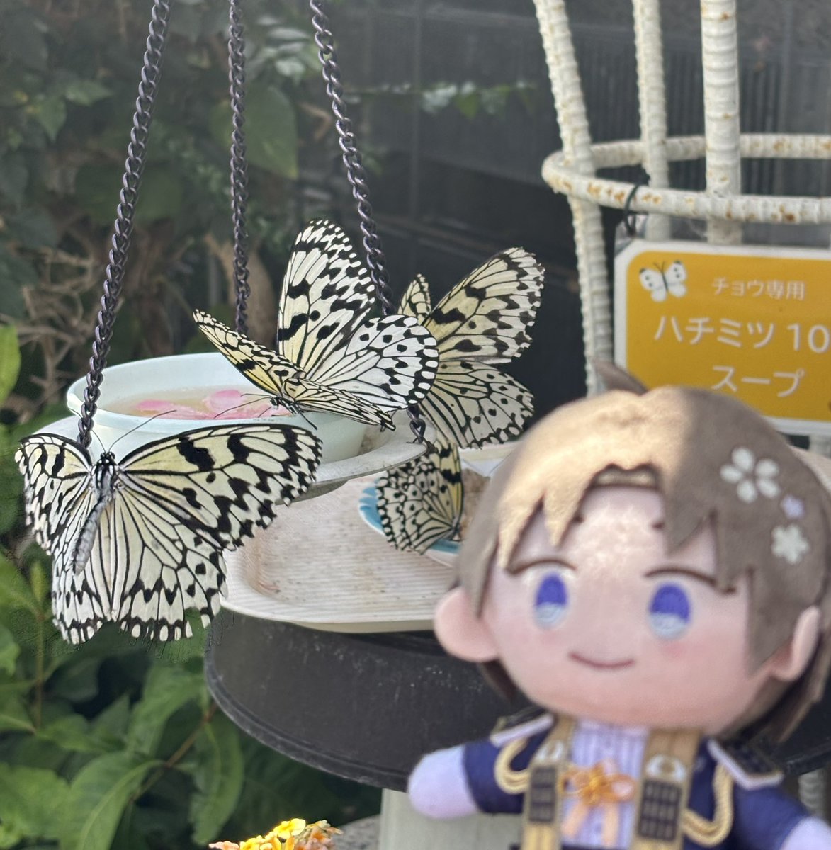 FRANあゆみん tweet media