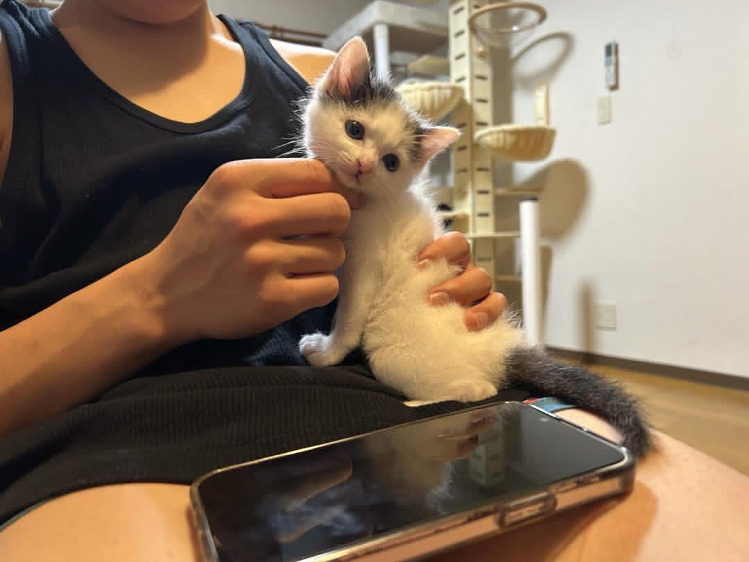 Cat 🐈 tweet media
