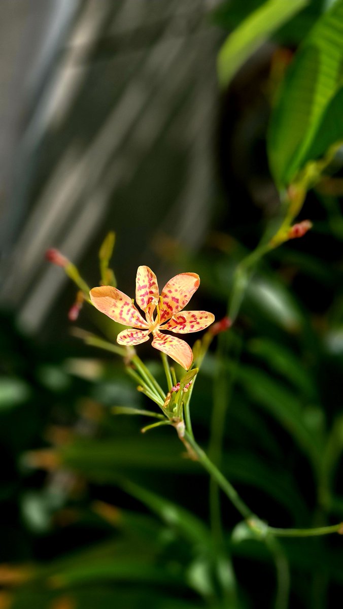 Orchid lan tweet media