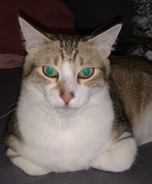 Missing Animaux 81 tweet media
