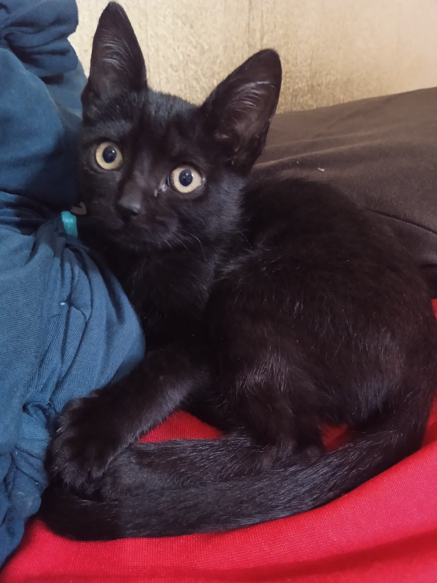 Black cats are not bad luck tweet media