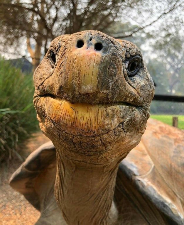 Tortoise tweet media