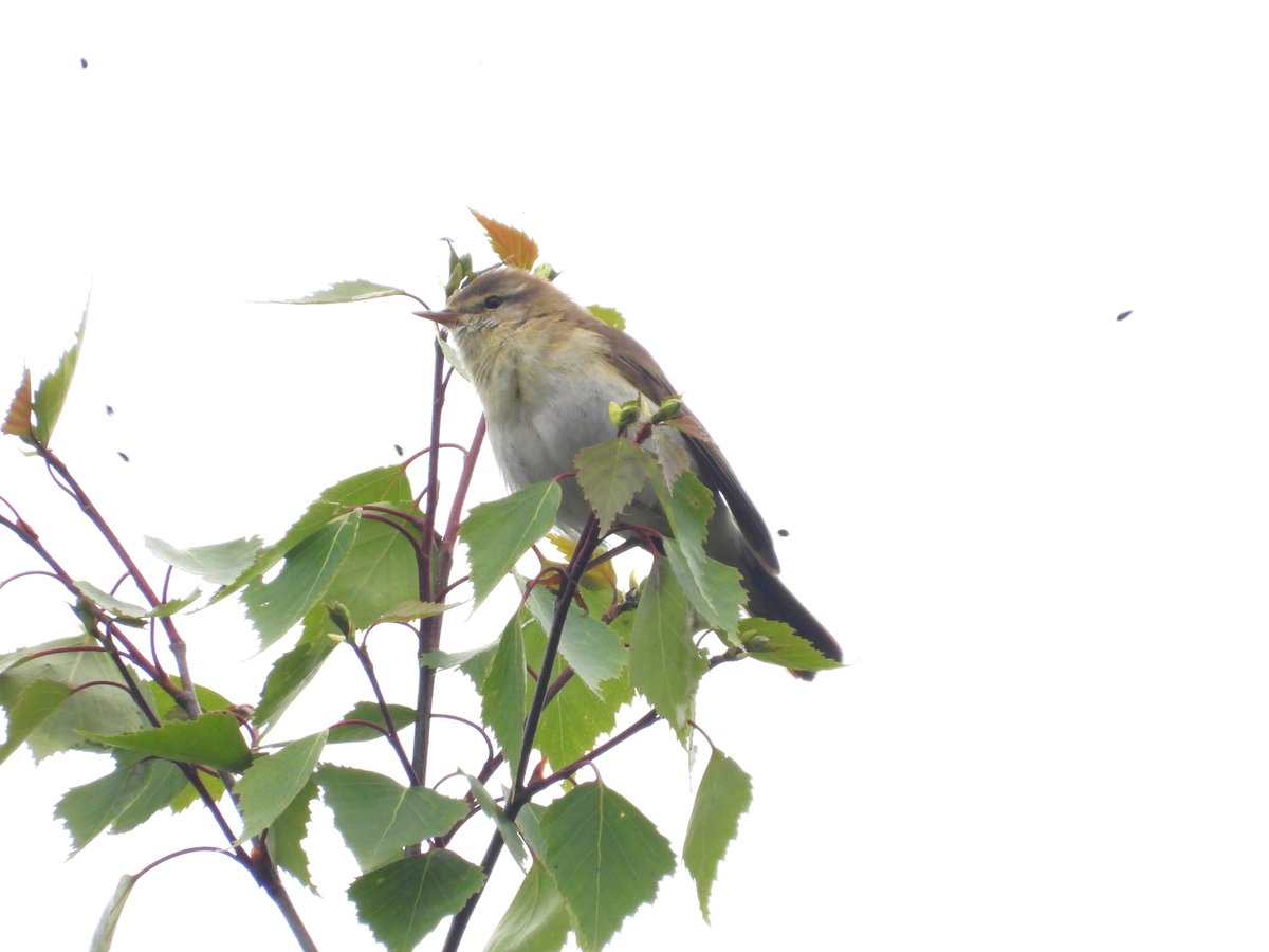 MarburyBirds tweet media