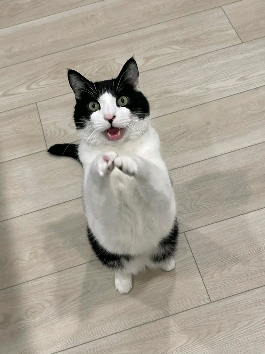 brunomariizza's tweet image. It’s Caturday! Get excited and share your cat pics! 

#cats #caturday #cat