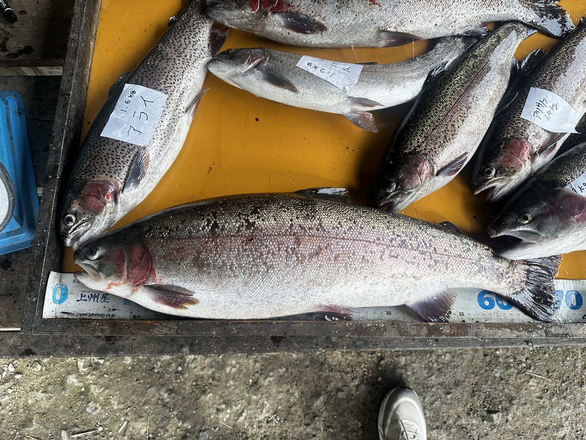 rainbow1230727's tweet image. 今日のタックル🎣

ロッド:09ウォーターランドプレミアムエディション66L
リール:22STELLA C2500SXG
ライン:ナノダックス6lb
ルアー:アルミん2026追加カラーオレキン

魚種:ブランドマス黒保根マイトサーモン67cm4.2kg

#SHIMANO
#ウォーターランド
#APPLAUD
#サンヨーナイロン